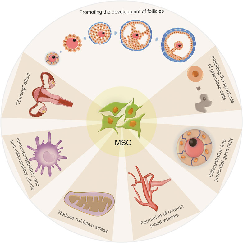 圖2：間充質(zhì)干細(xì)胞治療卵巢早衰的機(jī)制
