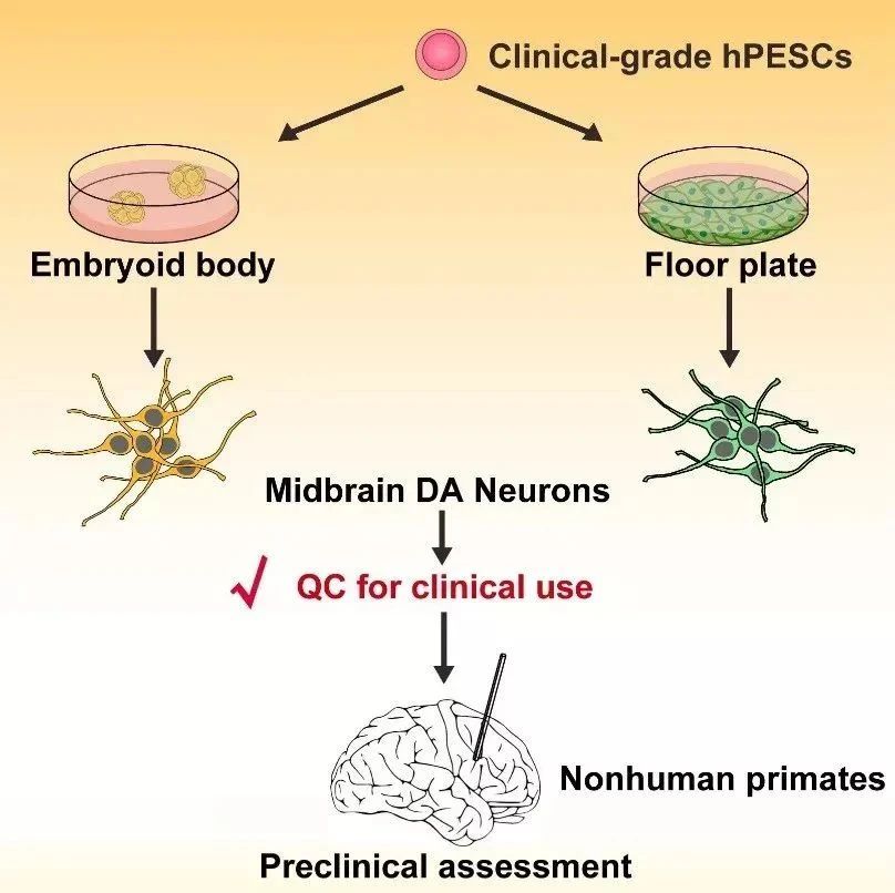 臨床級人胚干細(xì)胞分化的多巴胺神經(jīng)細(xì)胞的臨床前評價示意圖（Wang YK et al., Stem Cell Reports, 2018）