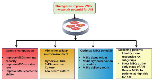 圖1：提高間充質干細胞治療急性腎損傷有益效果的策略