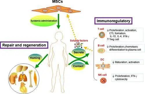 △ 間充質(zhì)干細(xì)胞在治療紅斑狼瘡上的作用機(jī)制