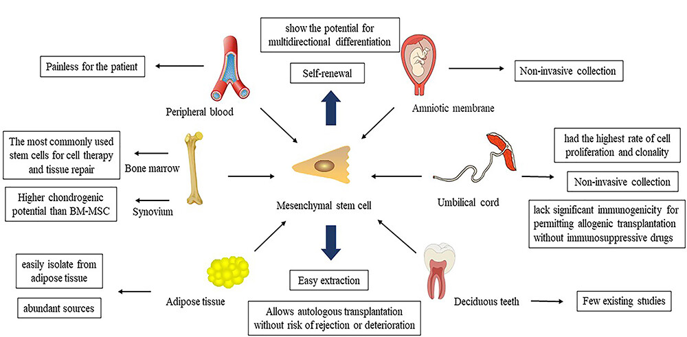 圖1：各種來源的間充質(zhì)干細(xì)胞，不同來源的間充質(zhì)干細(xì)胞有不同的優(yōu)勢。