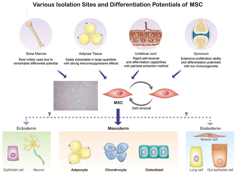 圖2：間充質(zhì)干細(xì)胞的起源和分化方向。