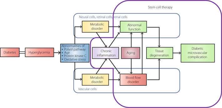 圖1：干細(xì)胞治療對糖尿病微血管并發(fā)癥的發(fā)病機(jī)制和進(jìn)展的可能性。