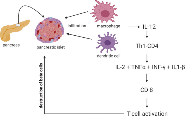 圖1：T1DM中通過巨噬細(xì)胞和樹突狀細(xì)胞分泌的細(xì)胞因子級(jí)聯(lián)表現(xiàn)出的自身免疫機(jī)制
