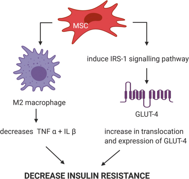 圖4：MSC幫助誘導(dǎo)IRS-1信號(hào)通路改善T2DM胰島素抵抗
