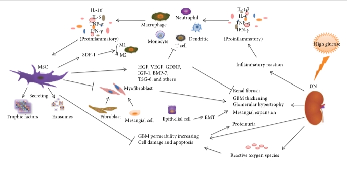 圖1：間充質(zhì)干細(xì)胞通過(guò)調(diào)節(jié)炎癥反應(yīng)、纖維化反應(yīng)和免疫細(xì)胞來(lái)減輕DN的病理變化和臨床表現(xiàn)