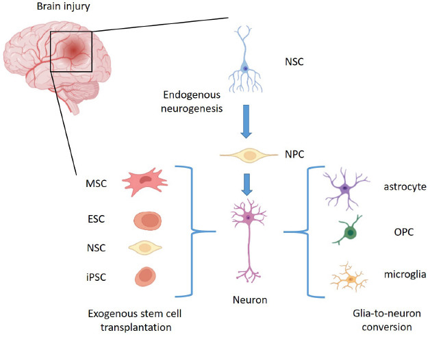 圖1：腦損傷干細(xì)胞移植后神經(jīng)發(fā)生的多功能策略。