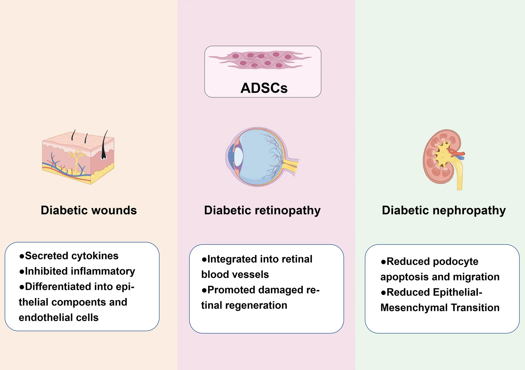 圖2：間充質(zhì)干細(xì)胞治療糖尿病并發(fā)癥的應(yīng)用的機(jī)制