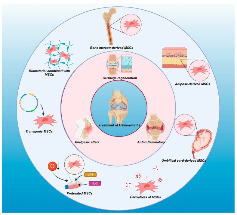 圖1：不同來源的間充質干細胞（MSC）——包括衍生物、預處理的間充質干細胞和轉基因間充質干細胞，以及與間充質干細胞結合的生物材料——有助于軟骨再生、抗炎反應、免疫調節(jié)和鎮(zhèn)痛作用