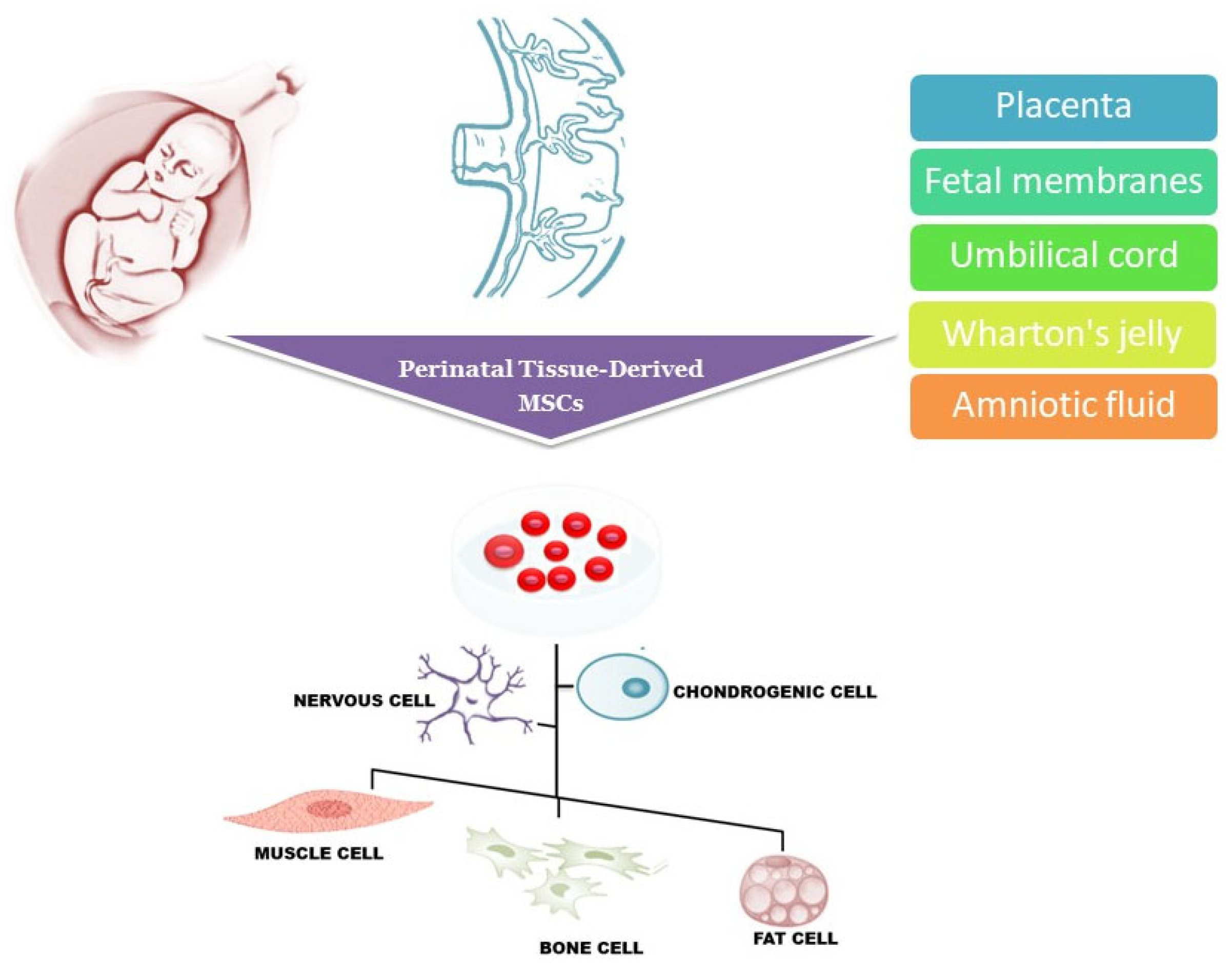 圖1：圍產(chǎn)期組織來源的干細(xì)胞可以從胎盤、胎膜、臍帶、沃頓膠和羊水中分離出來，可以分化成多種細(xì)胞譜系，包括肌肉細(xì)胞、神經(jīng)細(xì)胞、軟骨細(xì)胞、骨細(xì)胞和脂肪細(xì)胞。