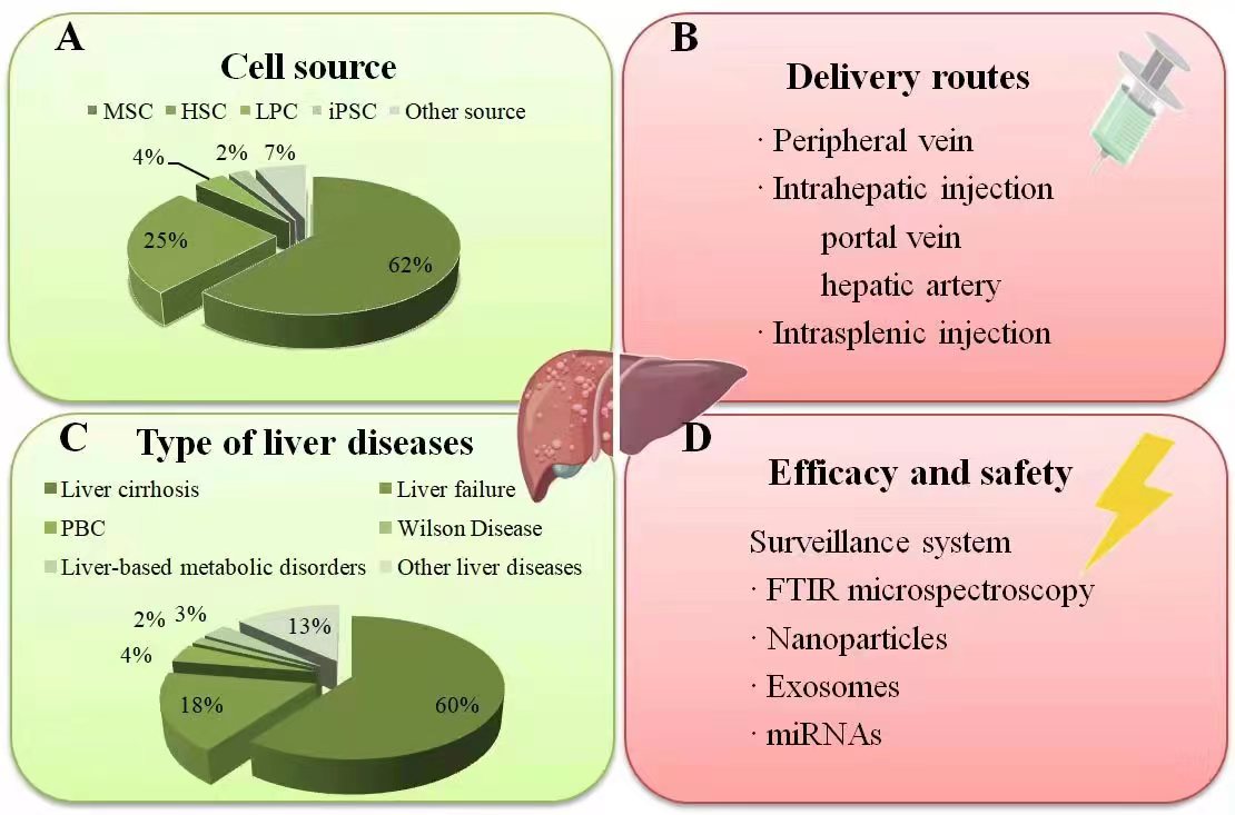 圖2：干細(xì)胞治療肝病臨床研究現(xiàn)狀總結(jié)。