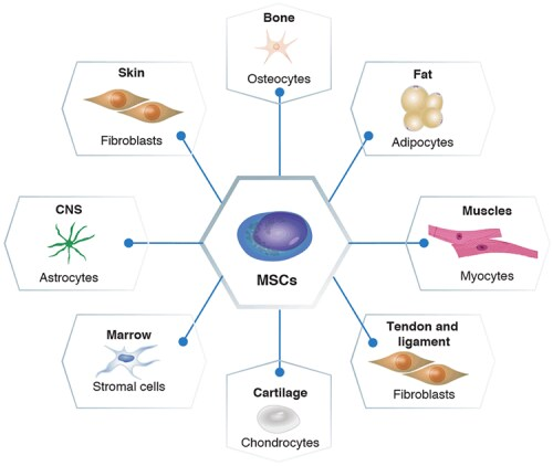 圖1：間充質干細胞的分化潛力。