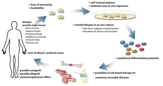 圖1：人類間充質(zhì)干細(xì)胞在細(xì)胞治療中的優(yōu)勢。