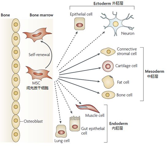 △間充質(zhì)干細(xì)胞的各類(lèi)分化示意圖