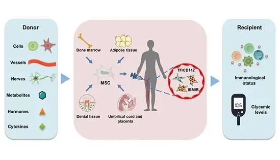 △MSCs介導(dǎo)的免疫調(diào)節(jié)，給2型糖尿病患者治療帶來(lái)希望