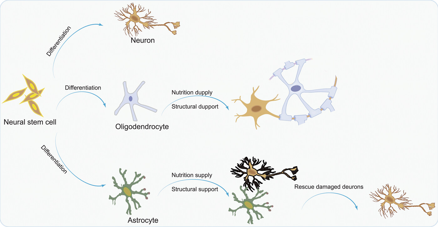 圖1：NSC分化為神經(jīng)元，以補(bǔ)充大腦中因疾病而損失的神經(jīng)元；少突膠質(zhì)細(xì)胞
