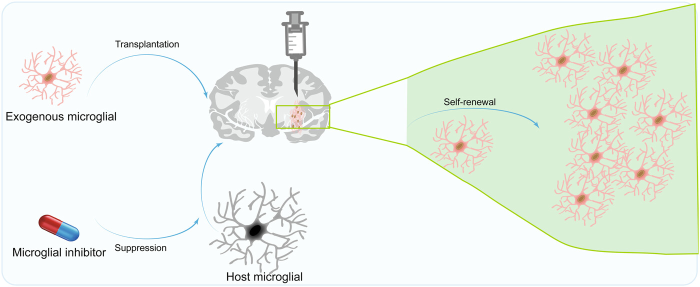 圖4：移植小膠質(zhì)細(xì)胞治療神經(jīng)系統(tǒng)疾病的機(jī)制