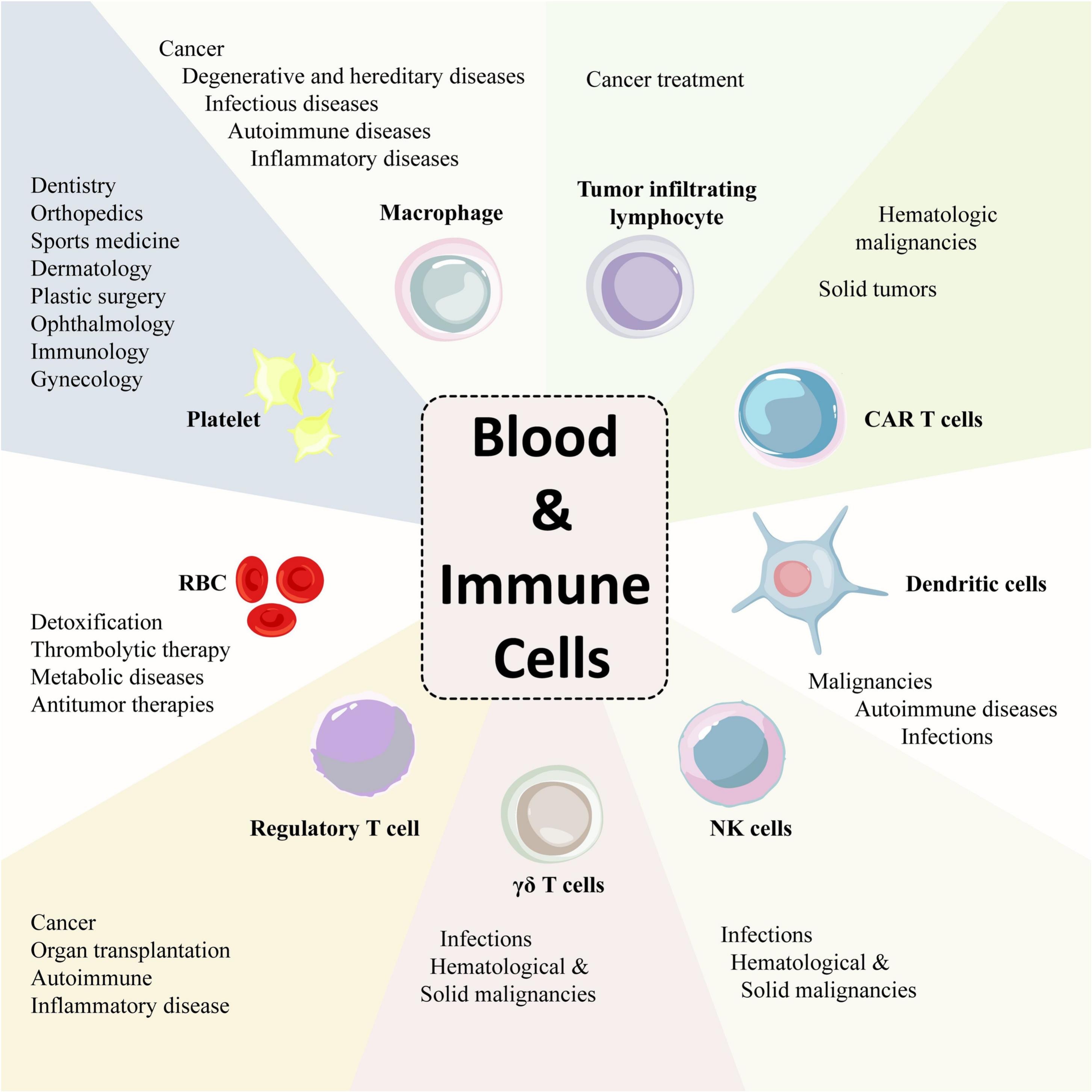 圖6：各種成熟的血液和免疫細(xì)胞及其治療潛力。