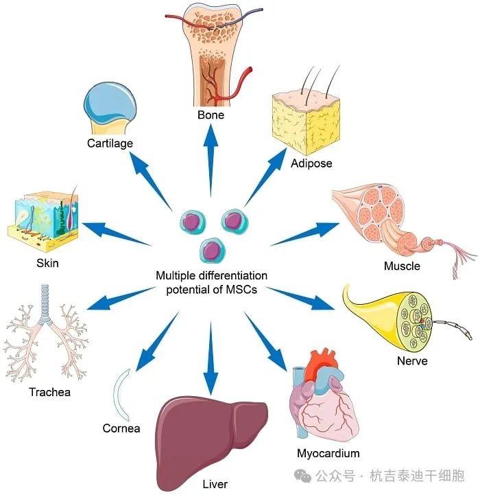 間充質(zhì)干細(xì)胞 (MSC) 的分化潛力可能會因干細(xì)胞來源、擴增條件及其培養(yǎng)微環(huán)境而異。