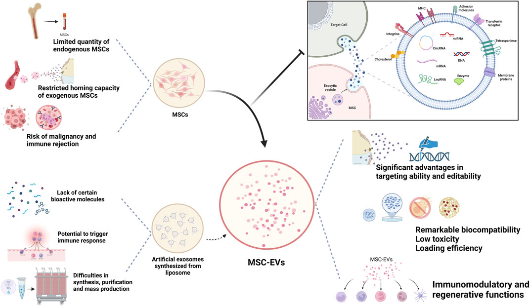 圖1：MSC-Exos作為藥物載體的生物學(xué)優(yōu)勢(shì)。