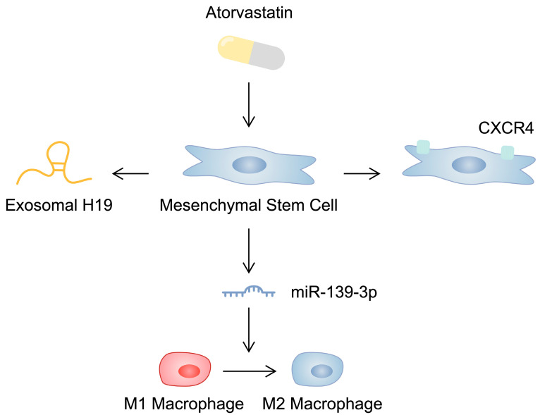 圖2：示意圖顯示阿托伐他汀對間充質(zhì)干細胞的影響，這可能會影響其心臟保護能力。