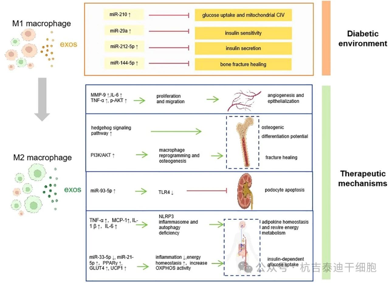 圖1：巨噬細胞衍生的外泌體如何促進糖尿病的發(fā)病機制、并發(fā)癥和治療。