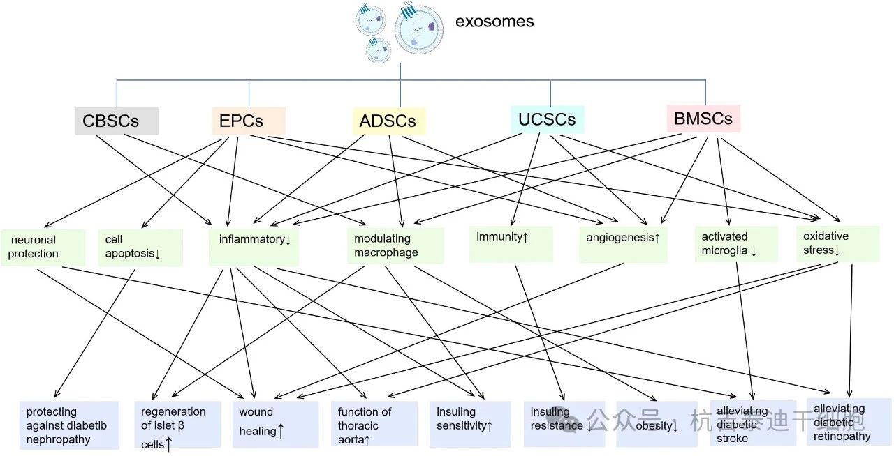 圖2：來自不同種類干細胞的外泌體及其對糖尿病炎癥/免疫調(diào)節(jié)作用的主要機制。