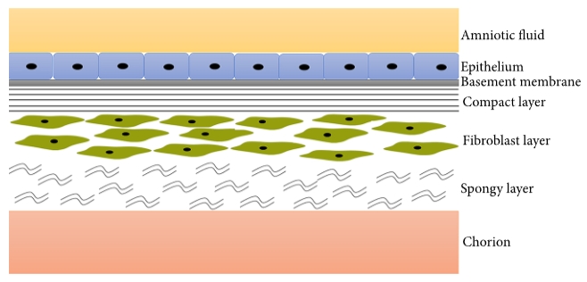 圖1：羊膜示意圖。羊膜由五個(gè)組織學(xué)層組成，即上皮單層、基底膜、致密層、成纖維細(xì)胞層和中間層或海綿層。
