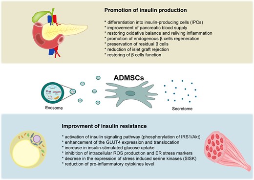 ADMSC具有多向分化和再生潛力，可促進胰島素產(chǎn)生和胰島β細胞血管化，并減少β細胞凋亡和炎癥。此外，ADMSC可改善胰島素敏感性并降低外周組織（例如脂肪組織和骨骼?。┑囊葝u素抵抗。
