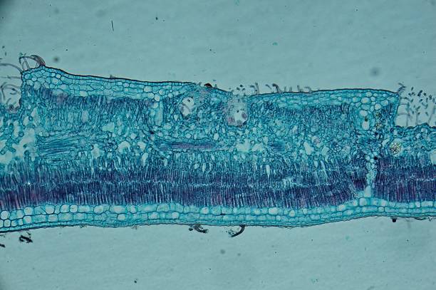 再生醫(yī)學-要素、用途和益處