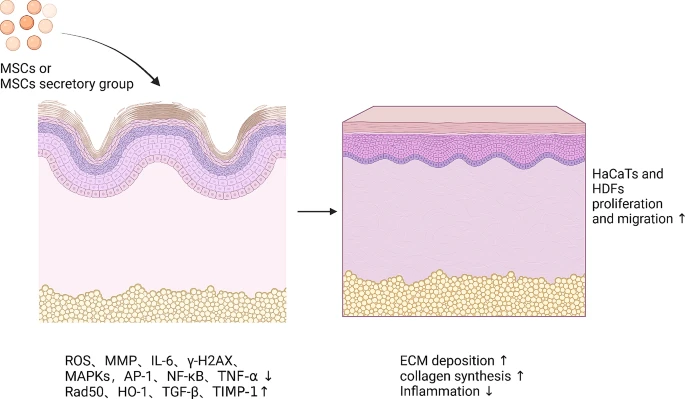 圖7：間充質(zhì)干細(xì)胞促進(jìn)皮膚年輕化的機(jī)制