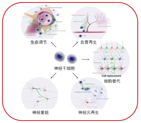 神經(jīng)干細(xì)胞的特性