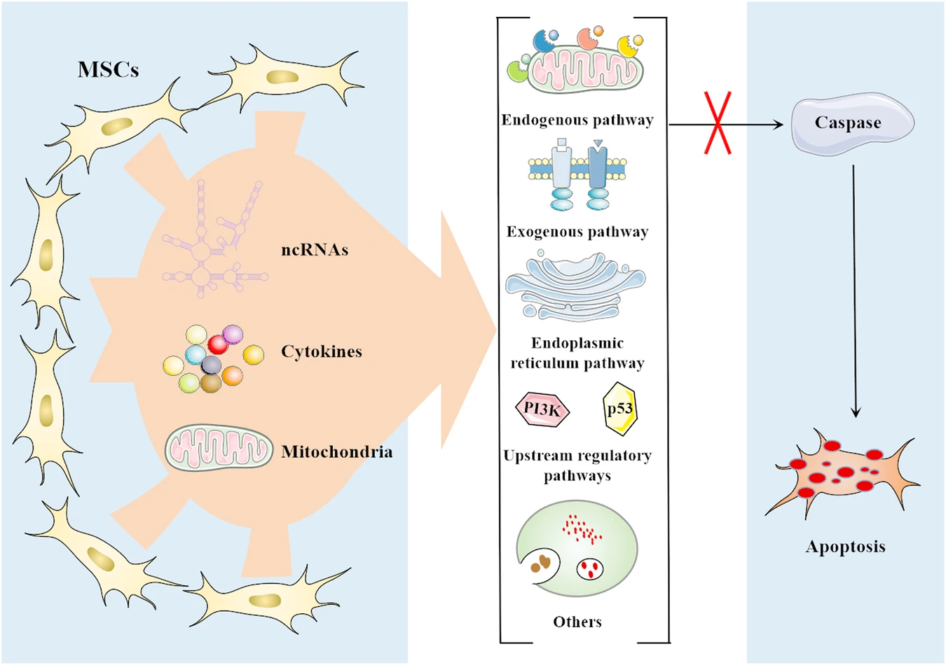 圖2：間充質(zhì)干細(xì)胞 (MSC) 通過(guò)靶向多種途徑抑制細(xì)胞凋亡
