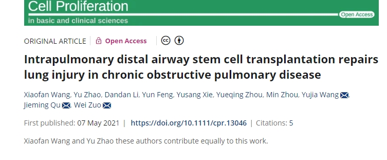肺內(nèi)遠(yuǎn)端氣道干細(xì)胞移植修復(fù)慢性阻塞性肺病肺損傷