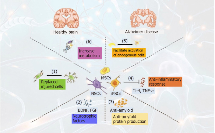 干細胞治療阿爾茨海默病的作用機制（圖1）