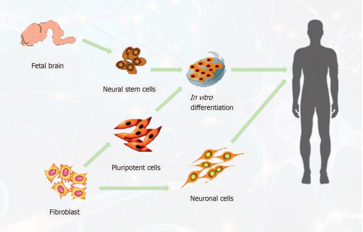 圖3：針對中風患者的神經干細胞可能來源示意圖。
