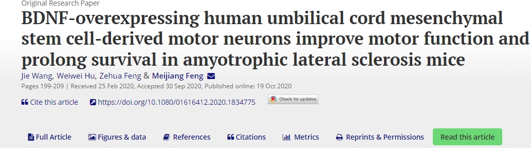 BDNF過(guò)度表達(dá)的人臍帶間充質(zhì)干細(xì)胞衍生的運(yùn)動(dòng)神經(jīng)元可改善肌萎縮側(cè)索硬化癥小鼠的運(yùn)動(dòng)功能并延長(zhǎng)生存期