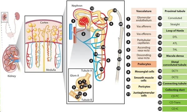 圖 1：腎臟上皮細(xì)胞和內(nèi)皮細(xì)胞概覽。圖片來源：PMID：34843404