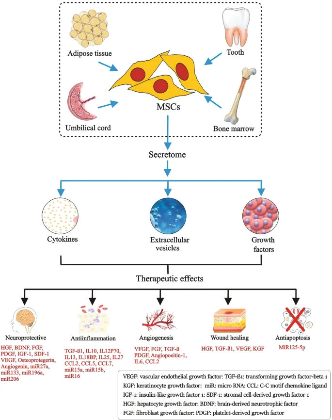 圖1：間充質(zhì)干細(xì)胞的來源、分泌組組成和治療益處。