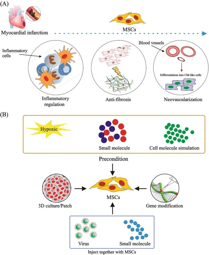 (A) MSCs通過調(diào)節(jié)炎癥、預(yù)防纖維化、促進(jìn)新血管形成和分化為心肌樣細(xì)胞來治療CVD。 (B) 改善MSCs在CVD中的治療效果的方法。為了提高M(jìn)SCs的治療效果，已經(jīng)采用了3D培養(yǎng)、含有MSCs的貼片、用缺氧或化學(xué)物質(zhì)進(jìn)行預(yù)處理、基因修飾以及病毒注射與小化合物或shRNA相結(jié)合等技術(shù)。