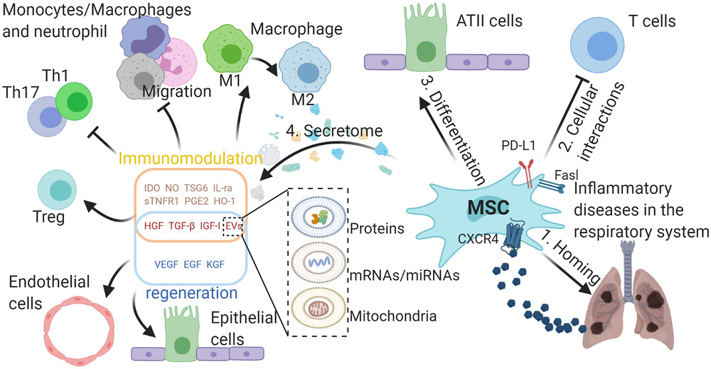 MSCs在呼吸系統(tǒng)典型炎癥疾病中的作用。

外源性MSCs可通過SDF-1-CXCR4軸遷移至受損組織，間充質(zhì)干細(xì)胞可通過細(xì)胞間相互作用分化為ATII樣細(xì)胞并抑制免疫細(xì)胞，并分泌多種具有免疫調(diào)節(jié)能力的生物活性分子，促進(jìn)受損組織再生。與免疫調(diào)節(jié)相關(guān)的分子可使巨噬細(xì)胞從M1型轉(zhuǎn)變?yōu)镸2型，抑制巨噬細(xì)胞、中性粒細(xì)胞和單核細(xì)胞的遷移，抑制TH1和TH17細(xì)胞的分化，促進(jìn)Treg細(xì)胞的形成。

生長(zhǎng)因子可保護(hù)肺泡上皮細(xì)胞和肺血管內(nèi)皮細(xì)胞免受損傷。間充質(zhì)干細(xì)胞可通過EVs將蛋白質(zhì)、mRNA/miRNA和線粒體轉(zhuǎn)運(yùn)到其他細(xì)胞，發(fā)揮其在免疫調(diào)節(jié)和再生中的作用，EVs的功能由其內(nèi)容決定。