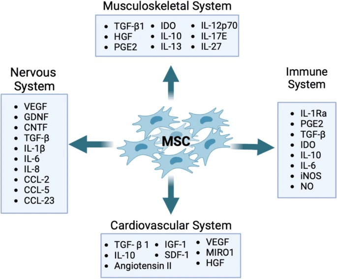 圖3：MSCs在臨床應用中治療的關鍵疾病系統(tǒng)：示意圖顯示了參與肌肉骨骼、神經、免疫和心血管系統(tǒng)組織修復和再生的重要分子參與者