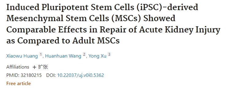 誘導性多能干細胞 (iPSC) 衍生的間充質干細胞 (MSC) 在修復急性腎損傷方面表現出與成人MSC相當的效果