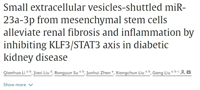 間充質干細胞通過抑制糖尿病腎病中的KLF3/STAT3軸減輕腎臟纖維化和炎癥