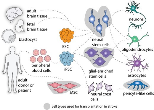 圖2：中風后細胞治療的細胞類型。