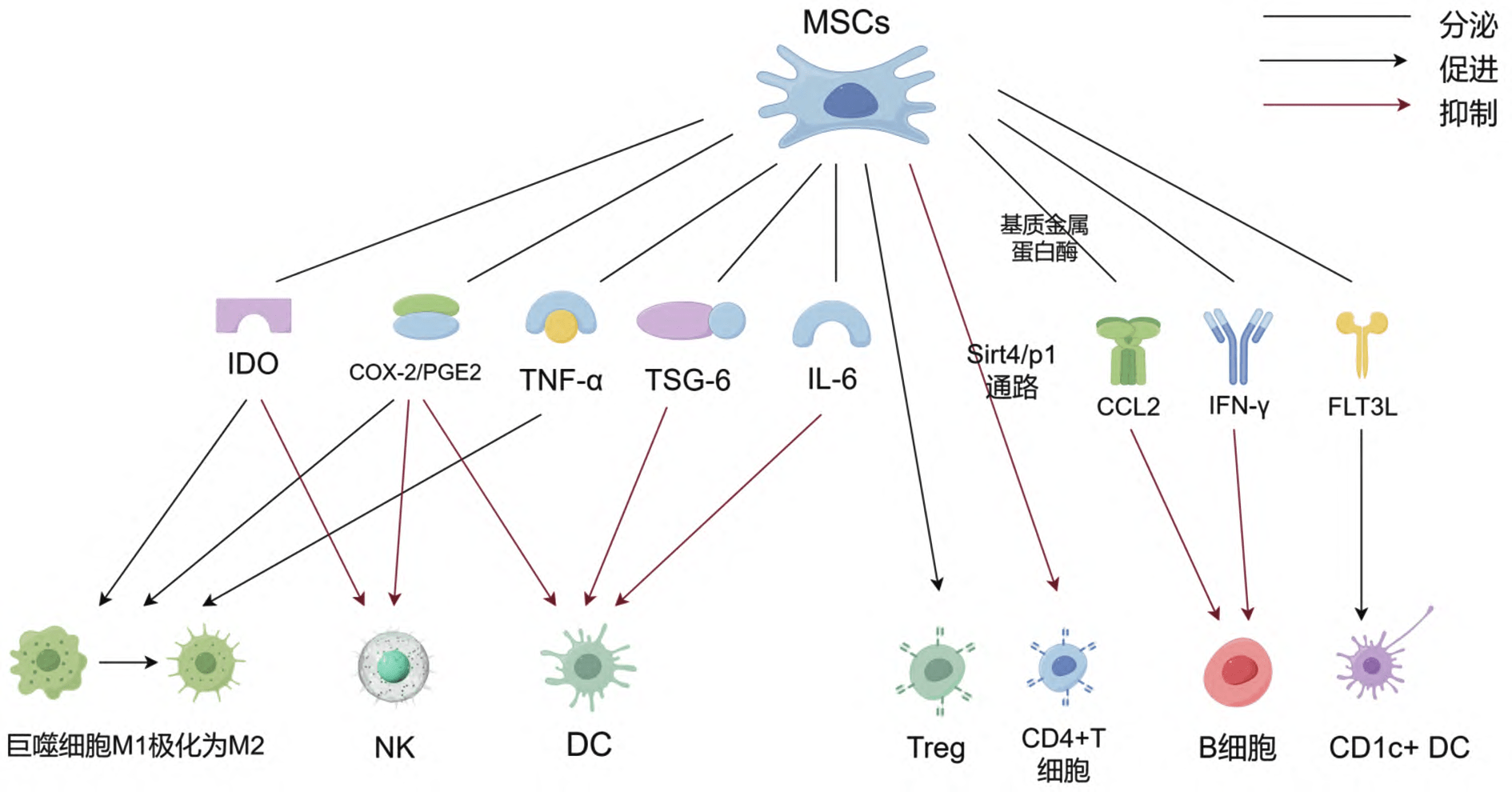 圖1：MSCs的具體功能