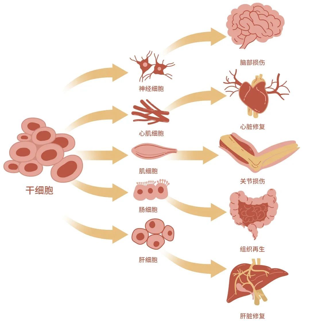 細(xì)胞療法丨干細(xì)胞療法的基礎(chǔ)知識概述