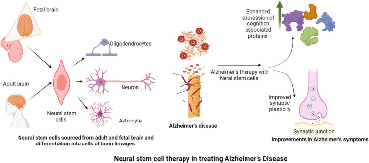 圖2：神經(jīng)干細胞在改善阿爾茨海默病癥狀中的作用。