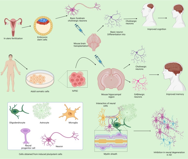 圖3：不同來源的干細胞在抑制阿爾茨海默病中的作用