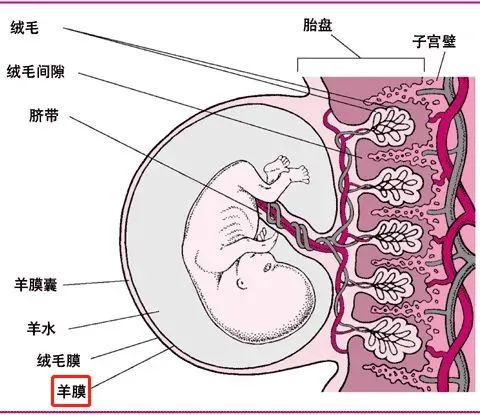 作用堪比全能干細(xì)胞，重新認(rèn)識人羊膜上皮細(xì)胞的細(xì)胞特性及其治療應(yīng)用